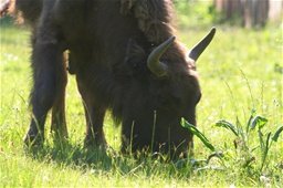 מוזיאון טבע ויער. הפארק הלאומי Bialowieza